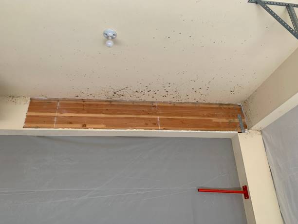 Best Mold Damage Restoration  in Reamstown, PA