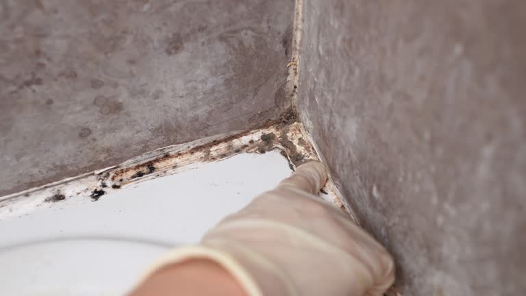 Environmental Consulting for Mold Prevention in Reamstown, PA